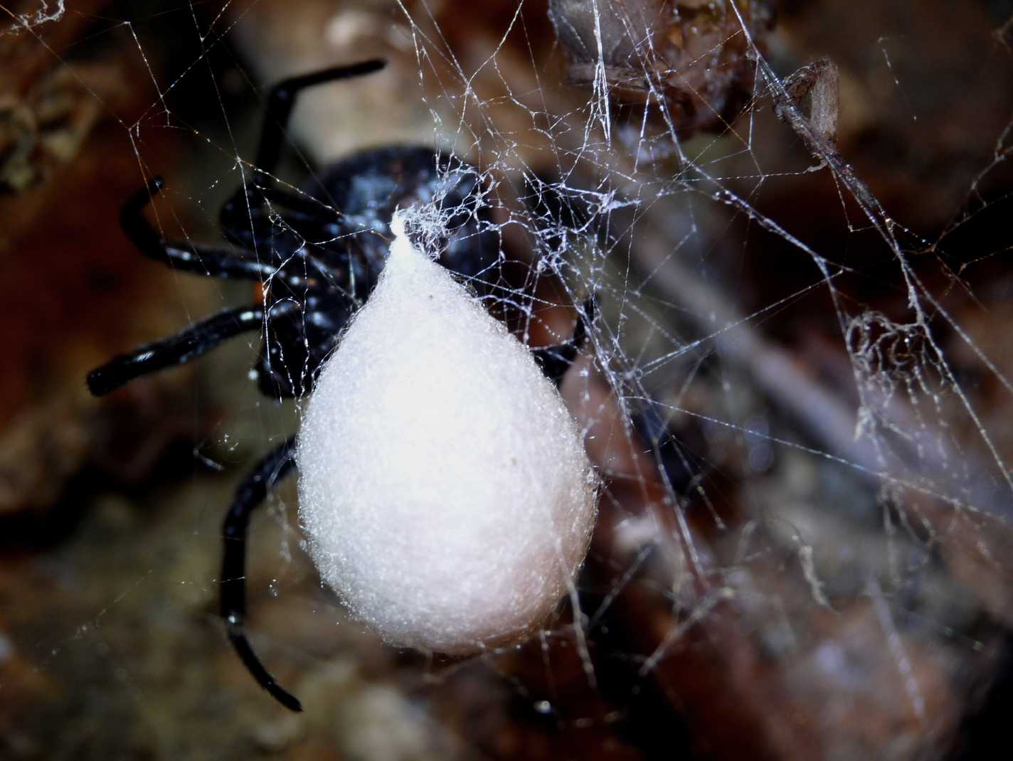 Ovisacco Theridiidae?